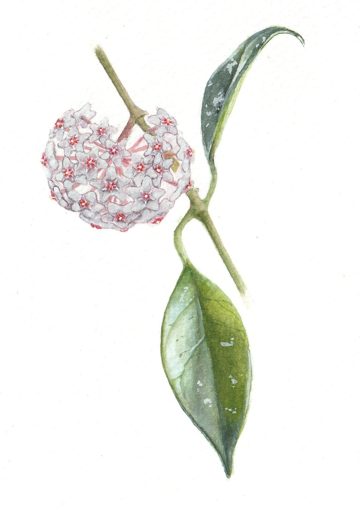 Hoya carnosa, watercolor on Canson cold press