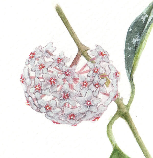 Hoya carnosa close up icon