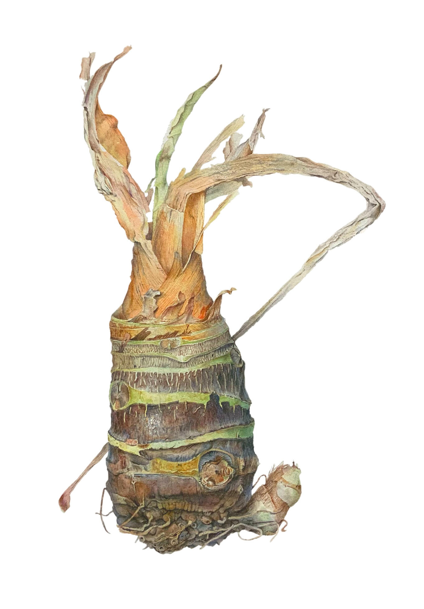 Alocasia x portora
