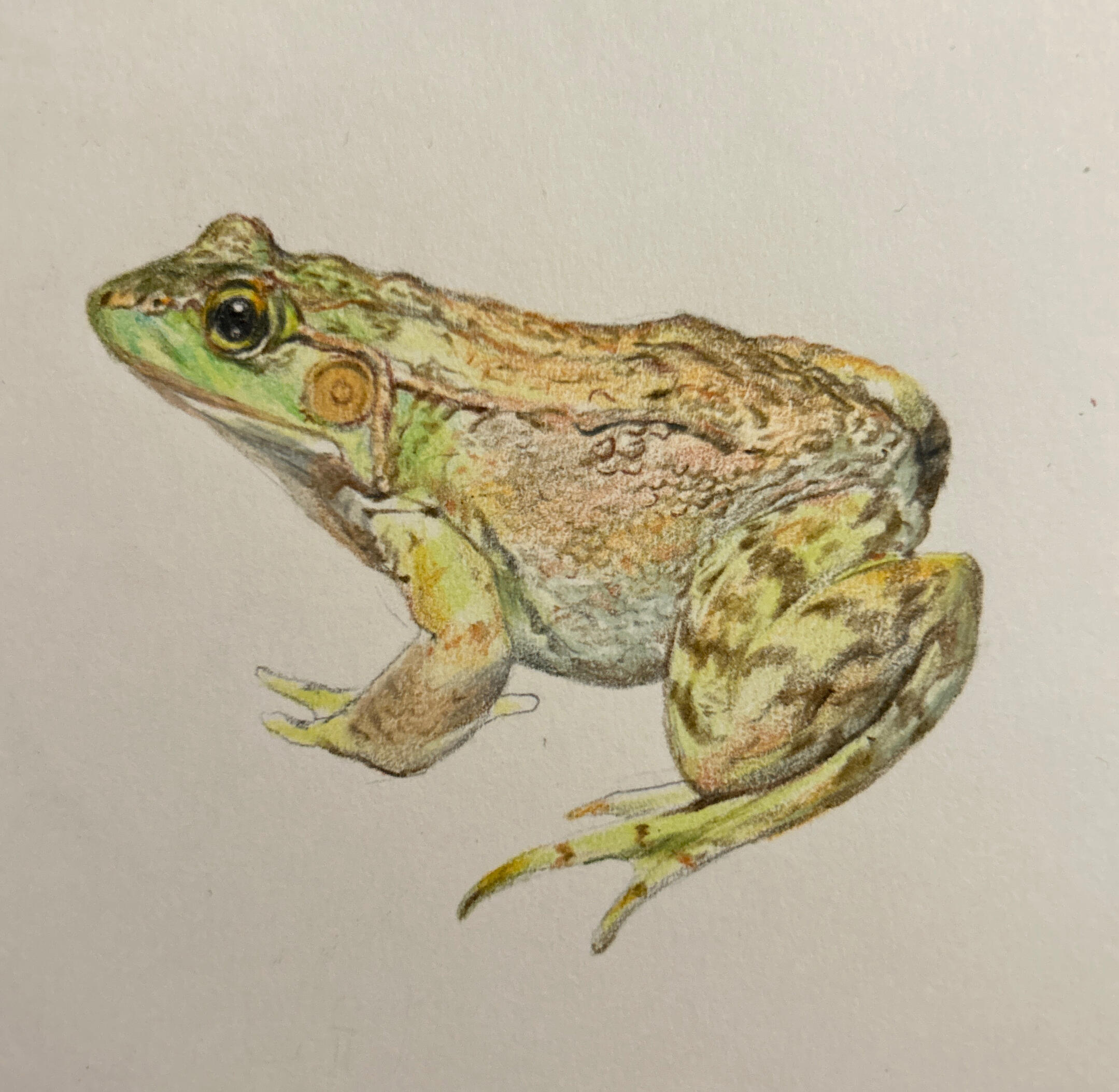 Hoya carnosa, watercolor on Canson cold press