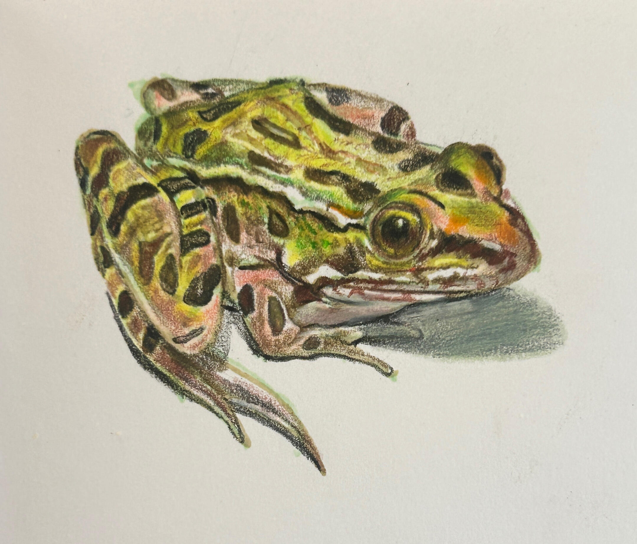 Hoya carnosa, watercolor on Canson cold press